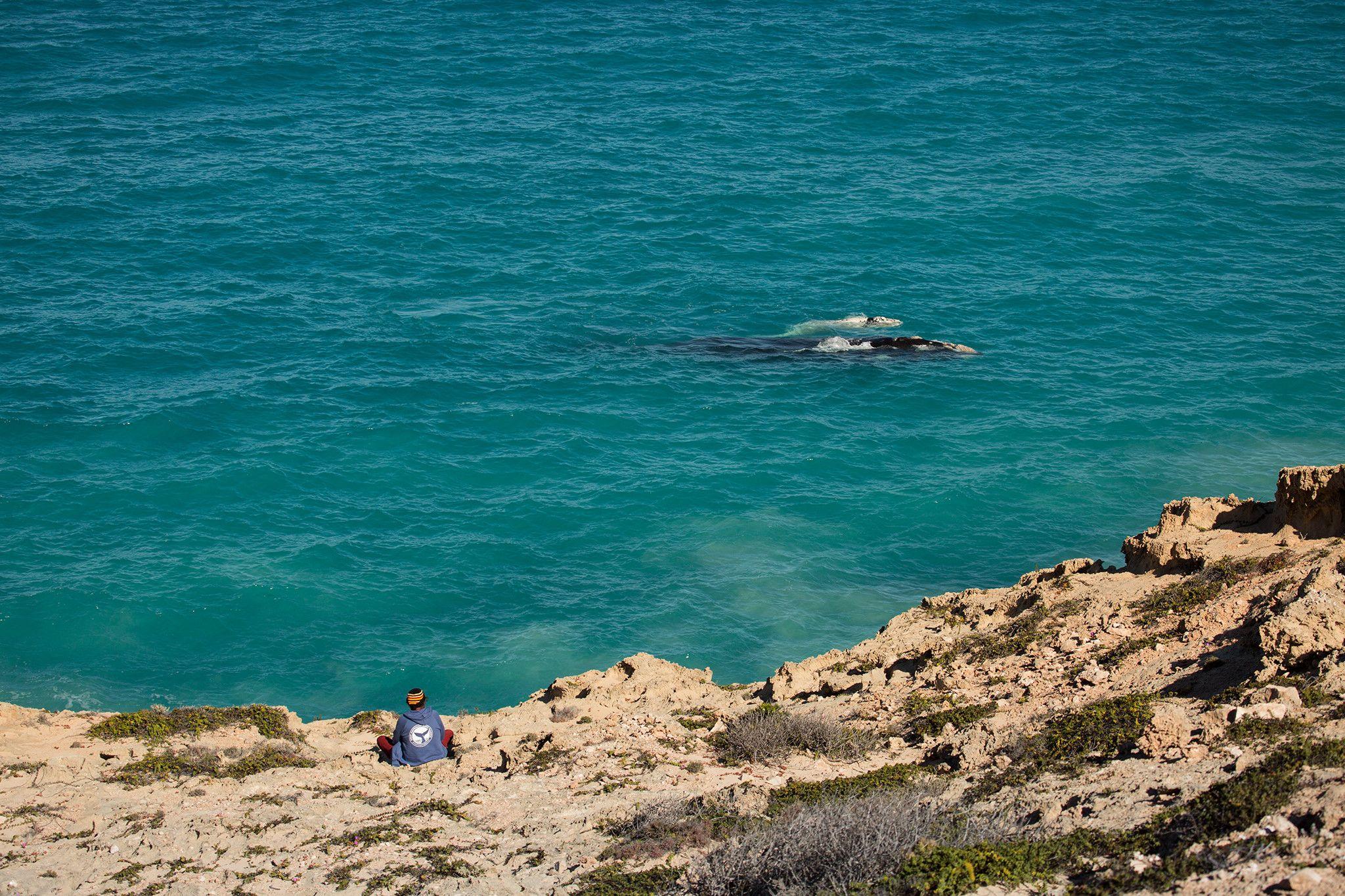 Bunna Lawrie watches southern right whales in the Great Australian Bight