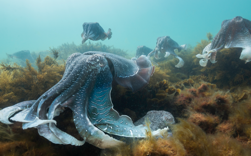Australian-Giant-Cuttlefish.png#asset:18639