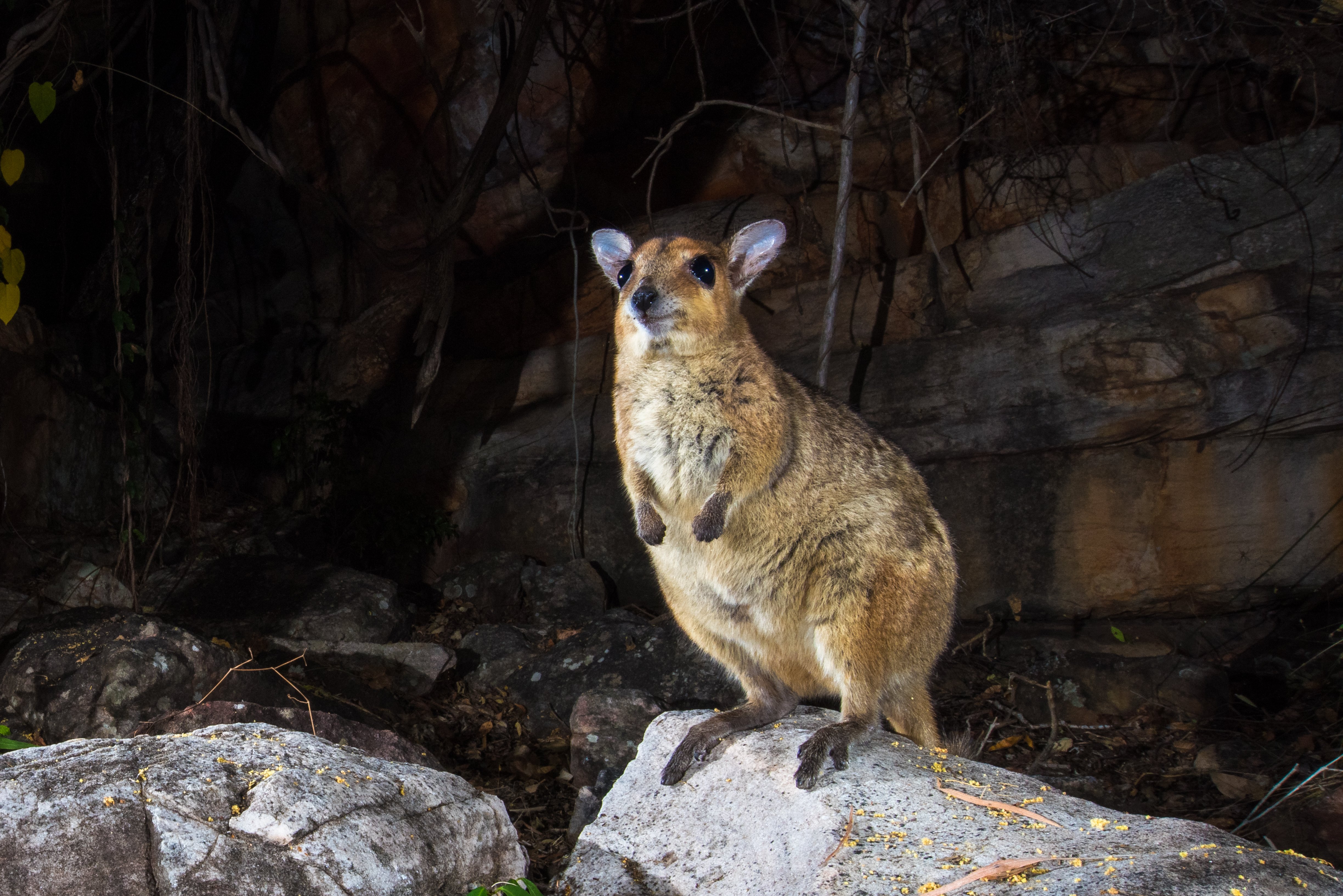 Photo: Petrogale burbidgei | Bruce Thomson