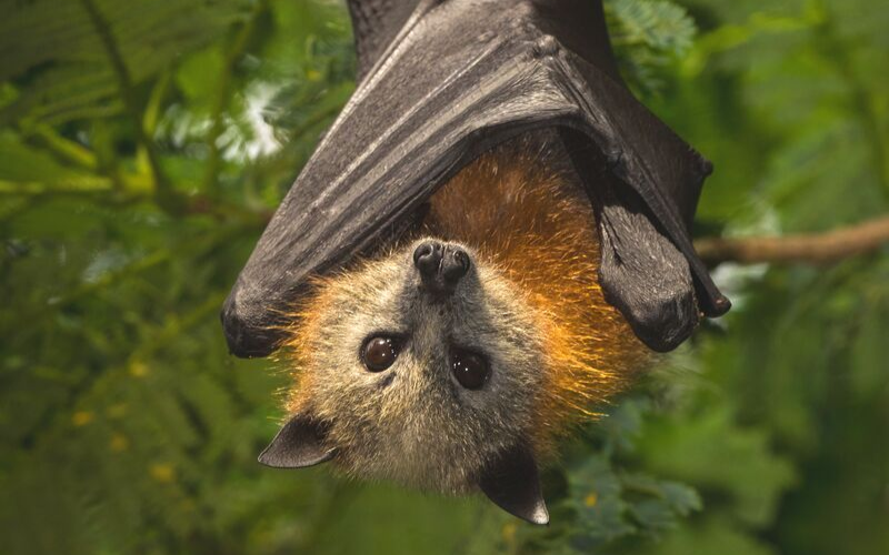 Bats Australia's crisis | Wilderness Society