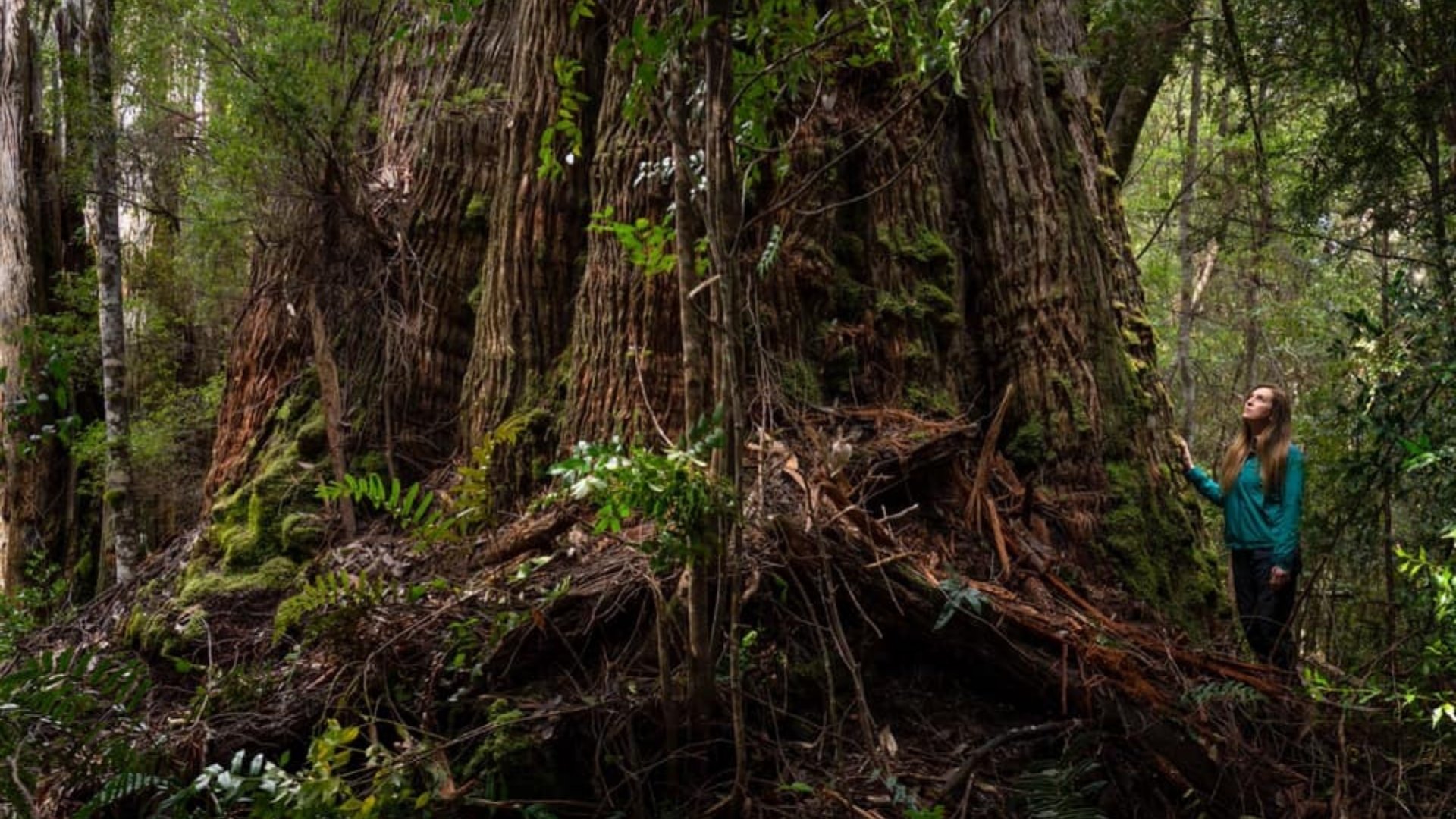 Protect Wollemi National Park, save our World Heritage