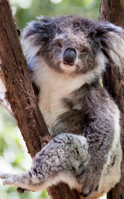 Wilderness Society | National icon: the koala