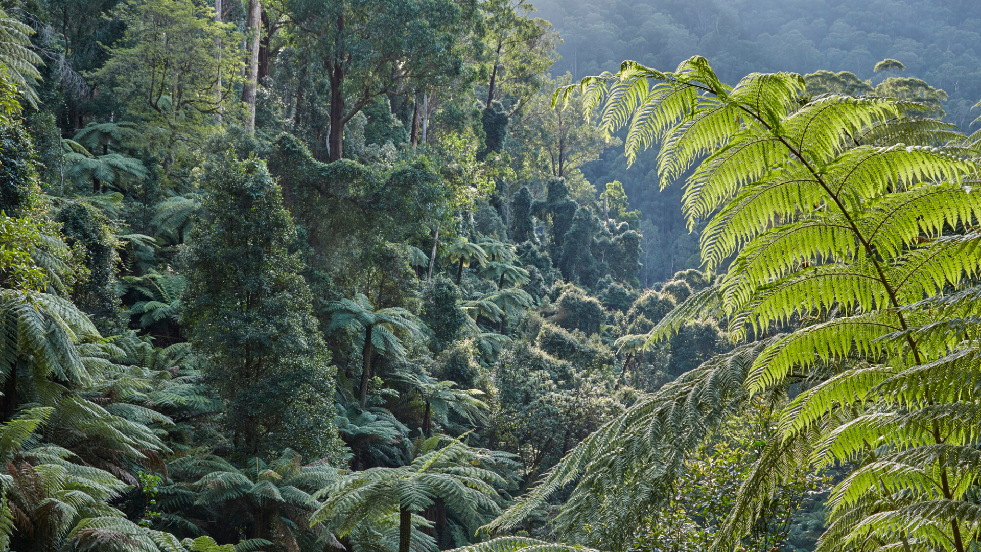 Key points from the Victoria Forests agreement