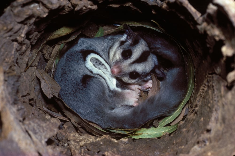 Wilderness Society Hollowbearing trees explained