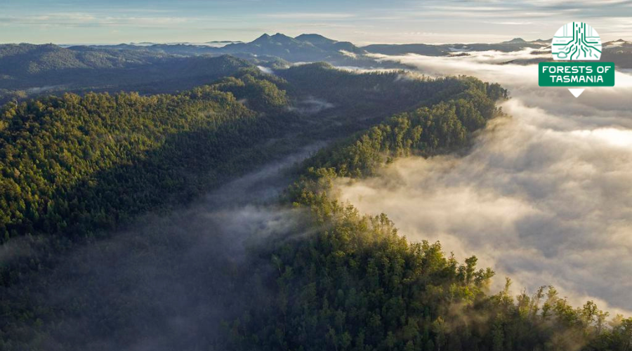 Forests of Tasmania