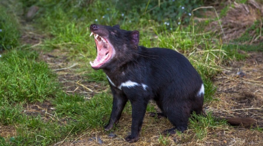 Tasmanian devil mouth open