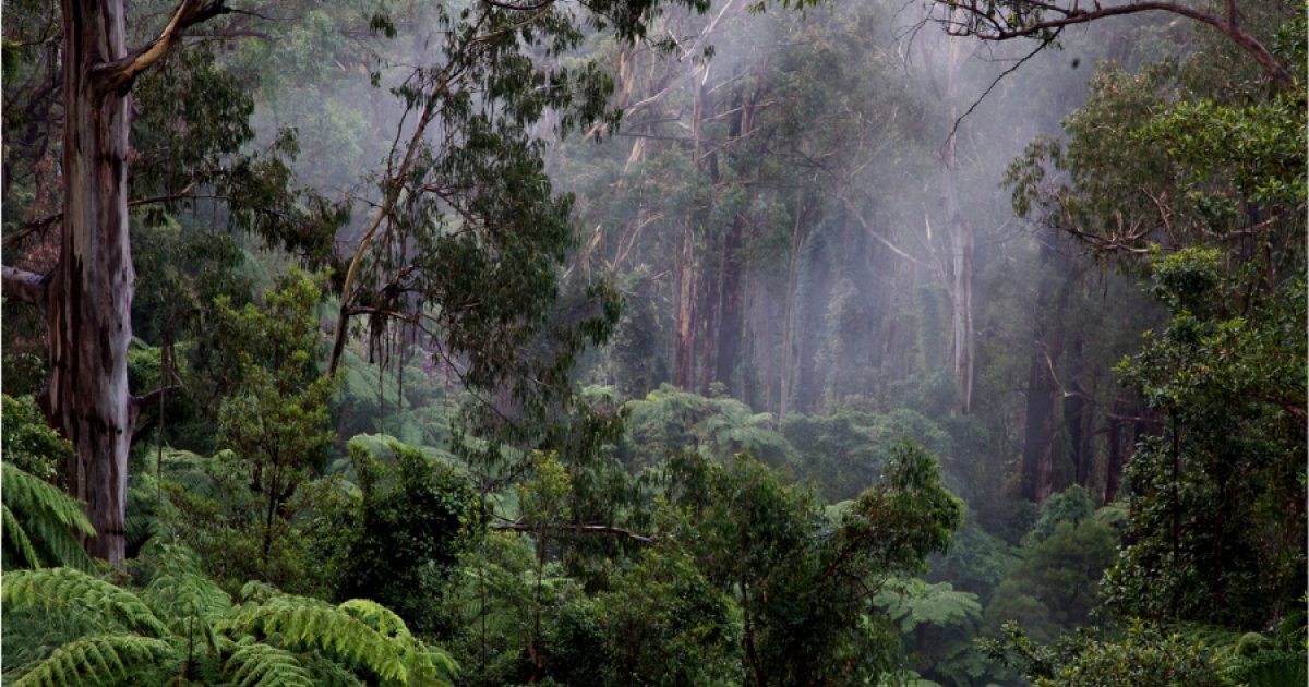Wilderness Society Victoria’s tall forests