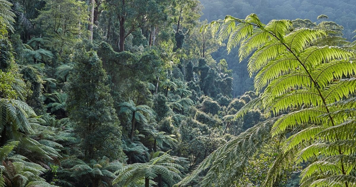 Wilderness Society Victoria’s tall forests