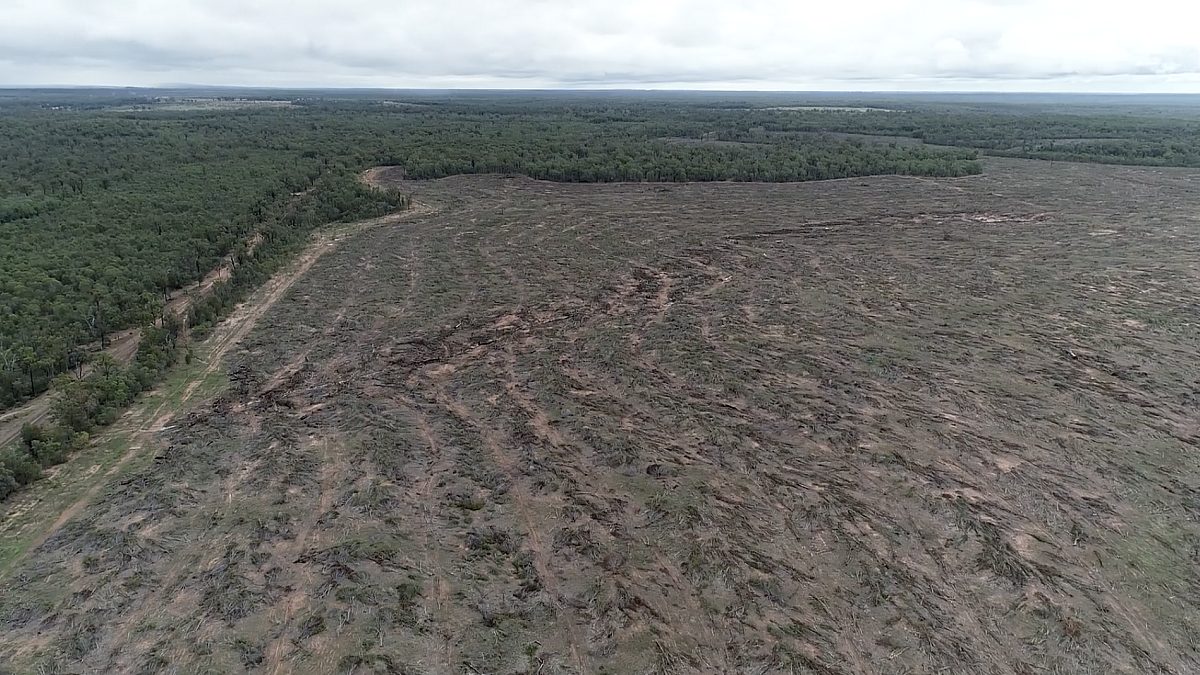 The stats that expose Australia’s hidden deforestation crisis
