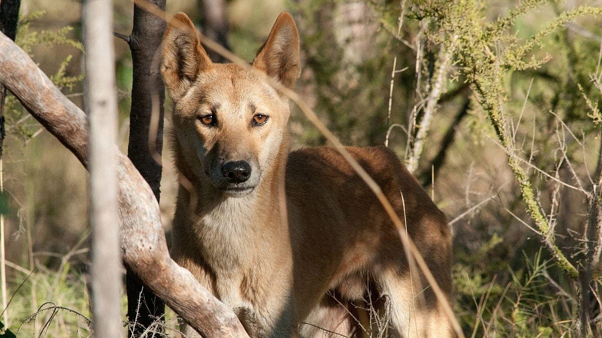 10 facts about dingoes