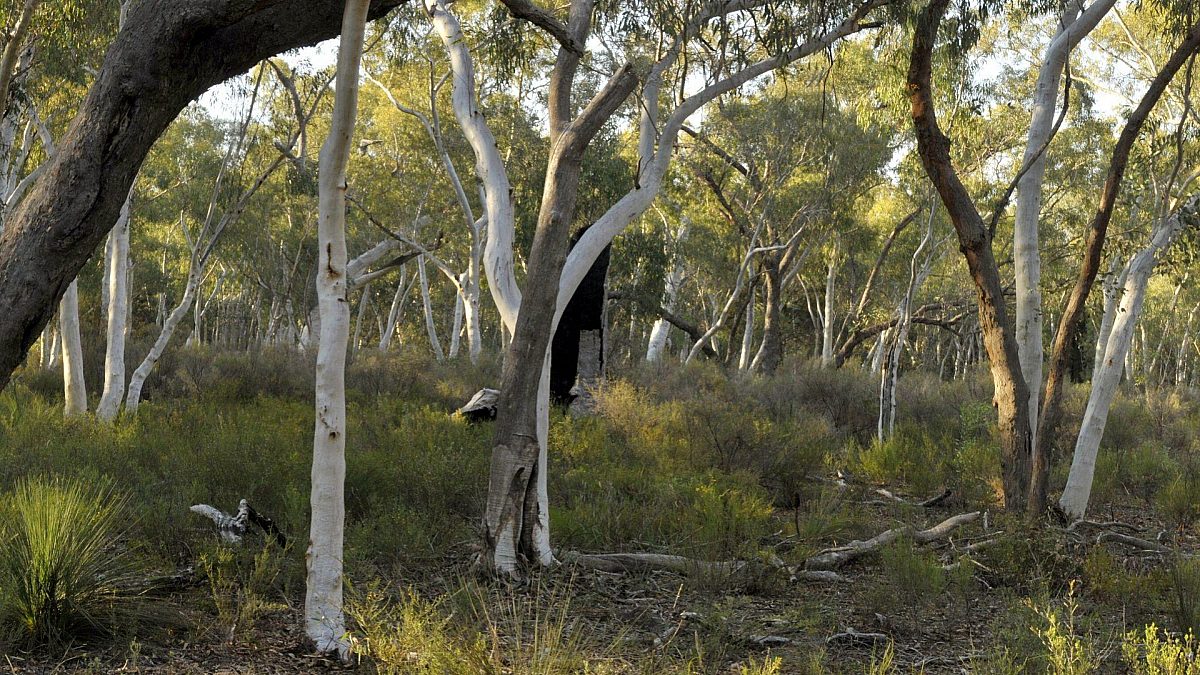 The Pilliga Forest Cultural Values and Threats From Coal And Gas Report