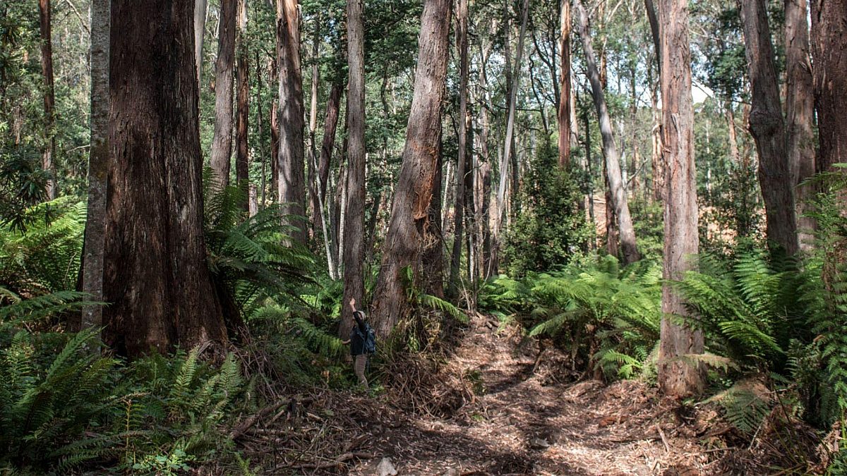 Protecting Eastern Victoria's forest refuges