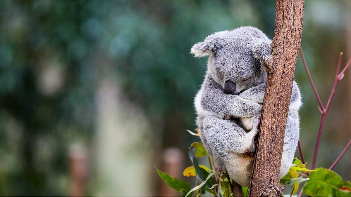 National icon: the koala