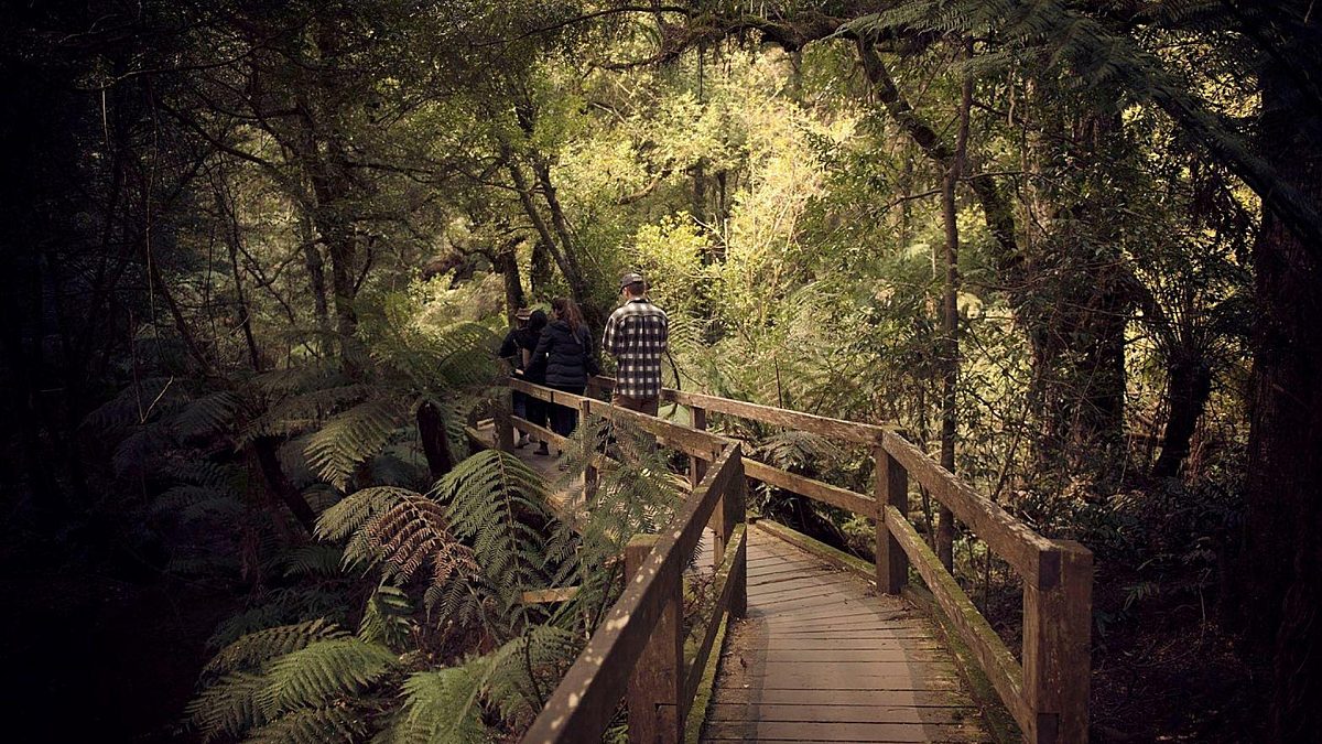 Survey: Let’s secure a thriving future for Victoria’s forests