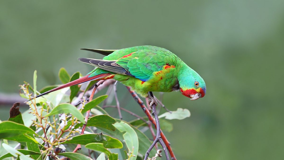 Act Swiftly to save the swift parrot