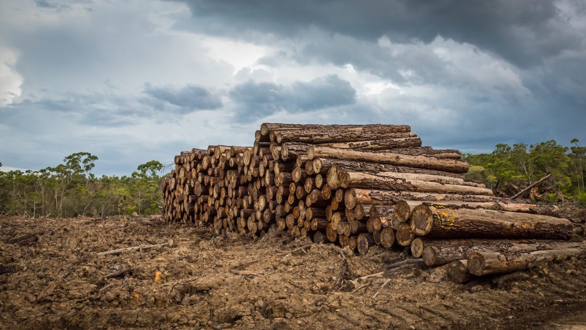 5 ways you can help stop deforestation now