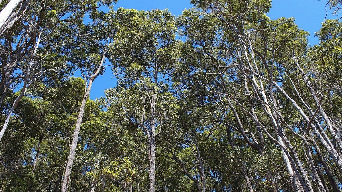 Have your say on the future of WA's forests