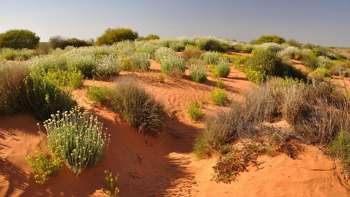 Protect the Munga-Thirri / Simpson Desert