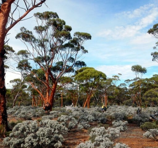 Great Western Woodlands