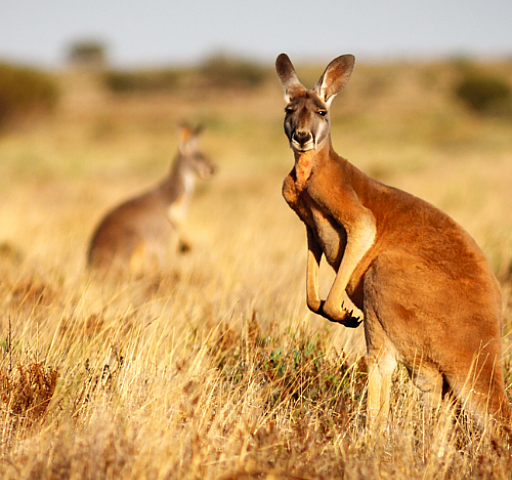 The Red Kangaroo, NT