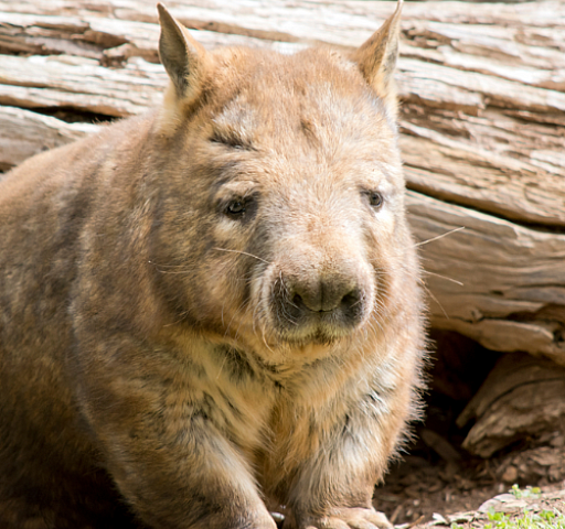 Southern Hairy-Nosed Wombat, SA