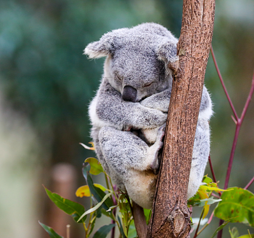Koala, Queensland