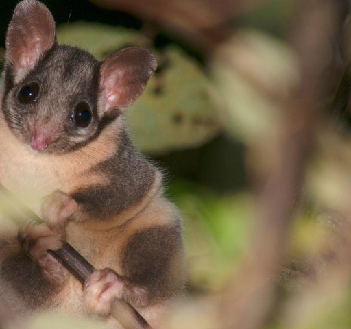 Aussie animals facing extinction: Leadbeater’s Possum