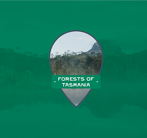 Forests of lutruwita / Tasmania