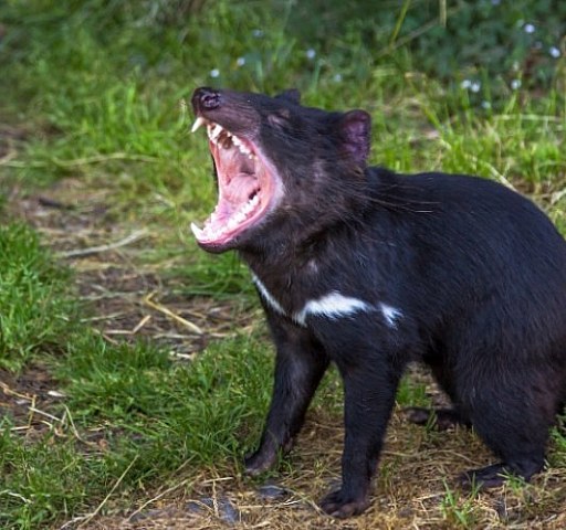 National icon: the Tasmanian Devil