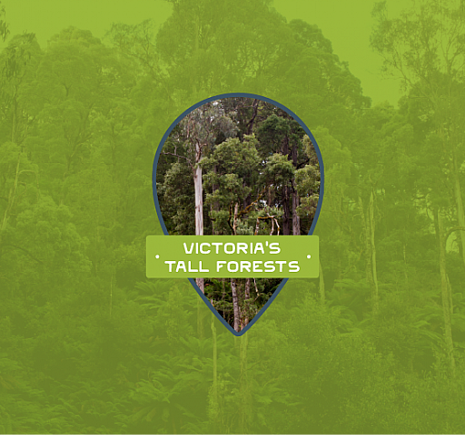 Victoria's tall forests