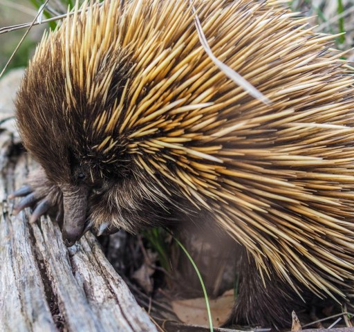 10 endangered Australian animals in need of urgent help