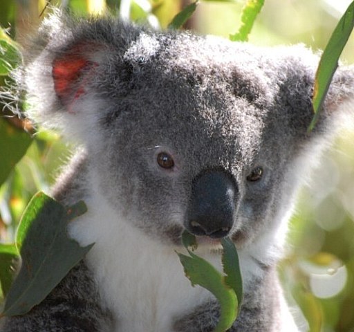 National icon: the koala