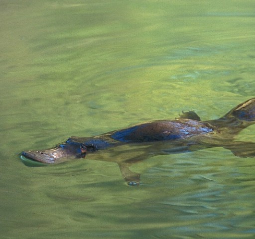 National icon: the platypus