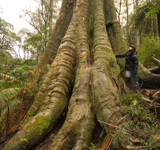 The Guardian - End of native logging in Victoria ‘a monumental win for forests’, say conservationists