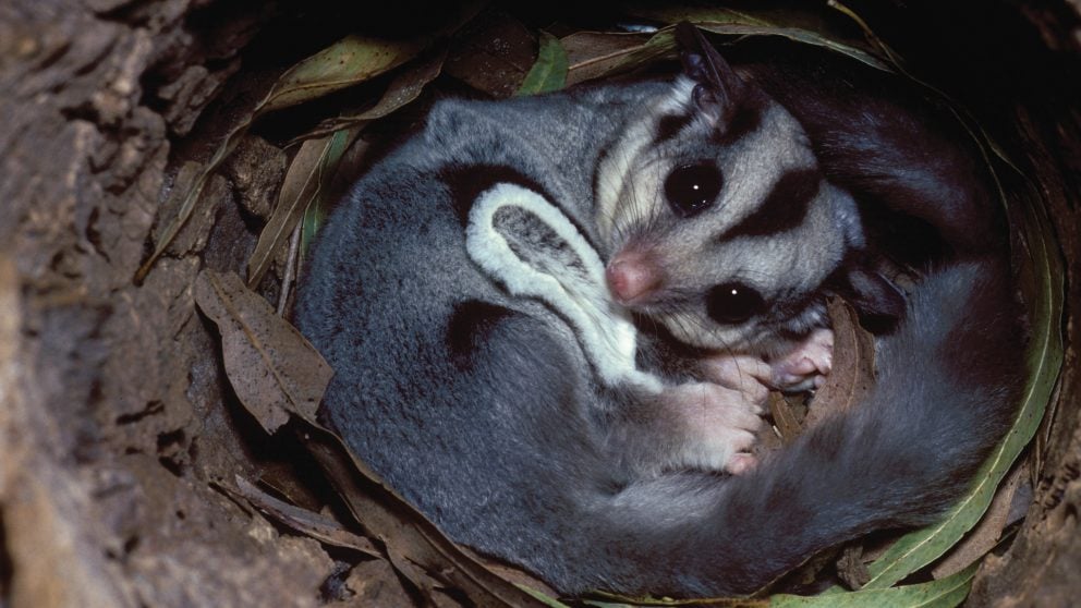 Wilderness Society Australia’s sweetheart the sugar glider