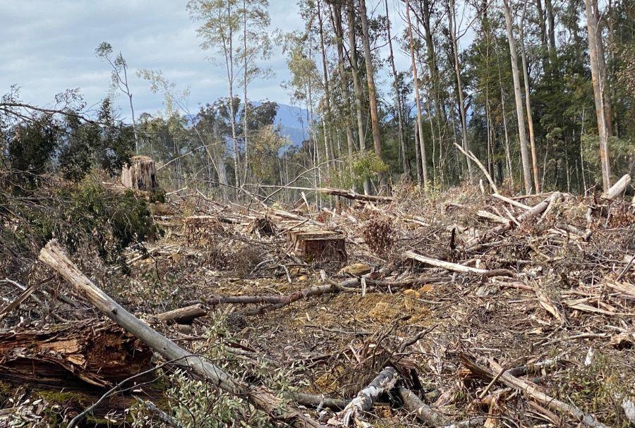 Logging coupe in Tasmania