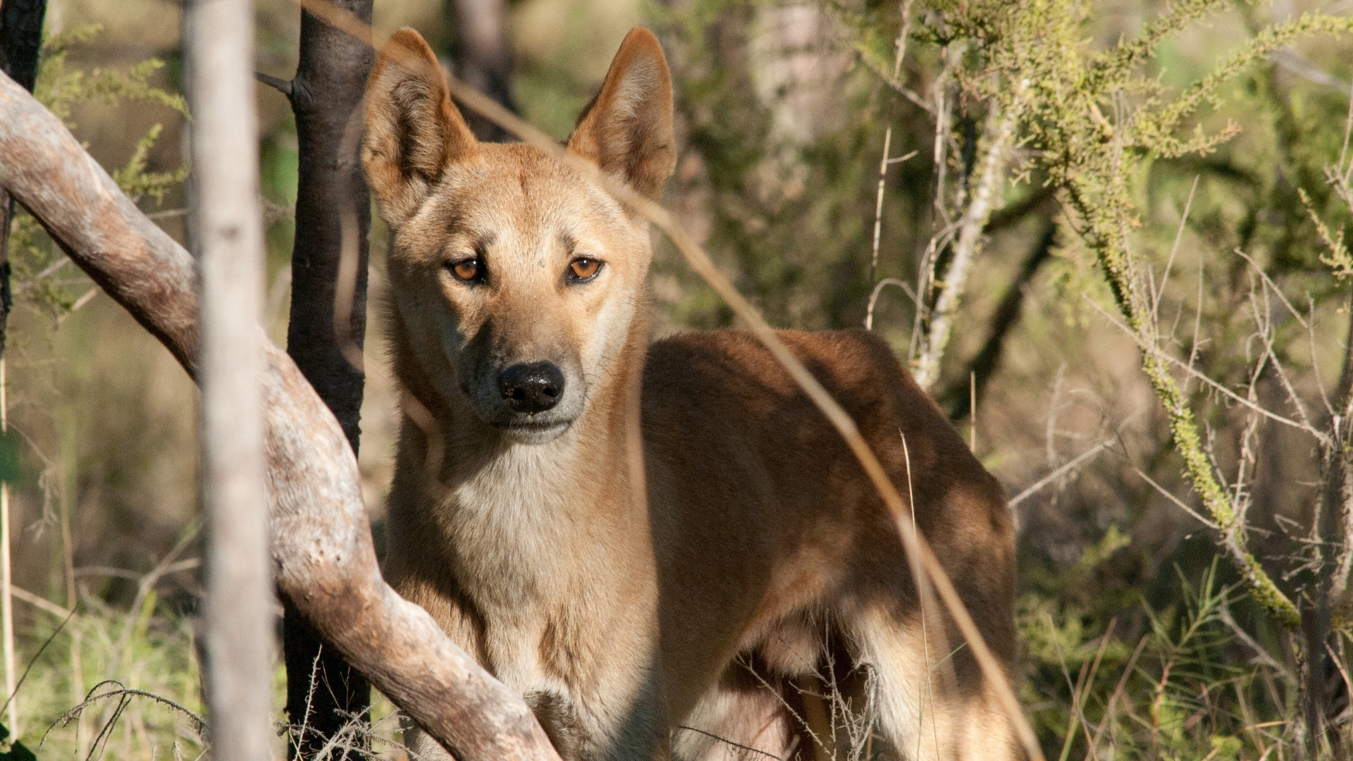 10 facts about dingoes |