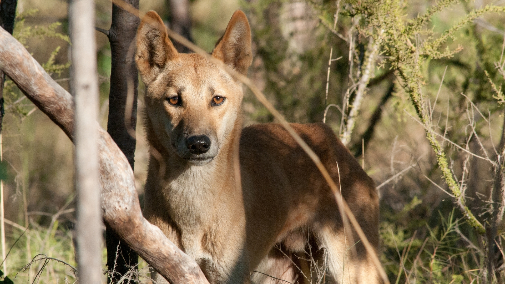 10 facts about dingoes