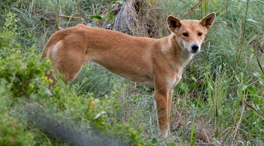 Wilderness Society 10 Facts About Dingoes