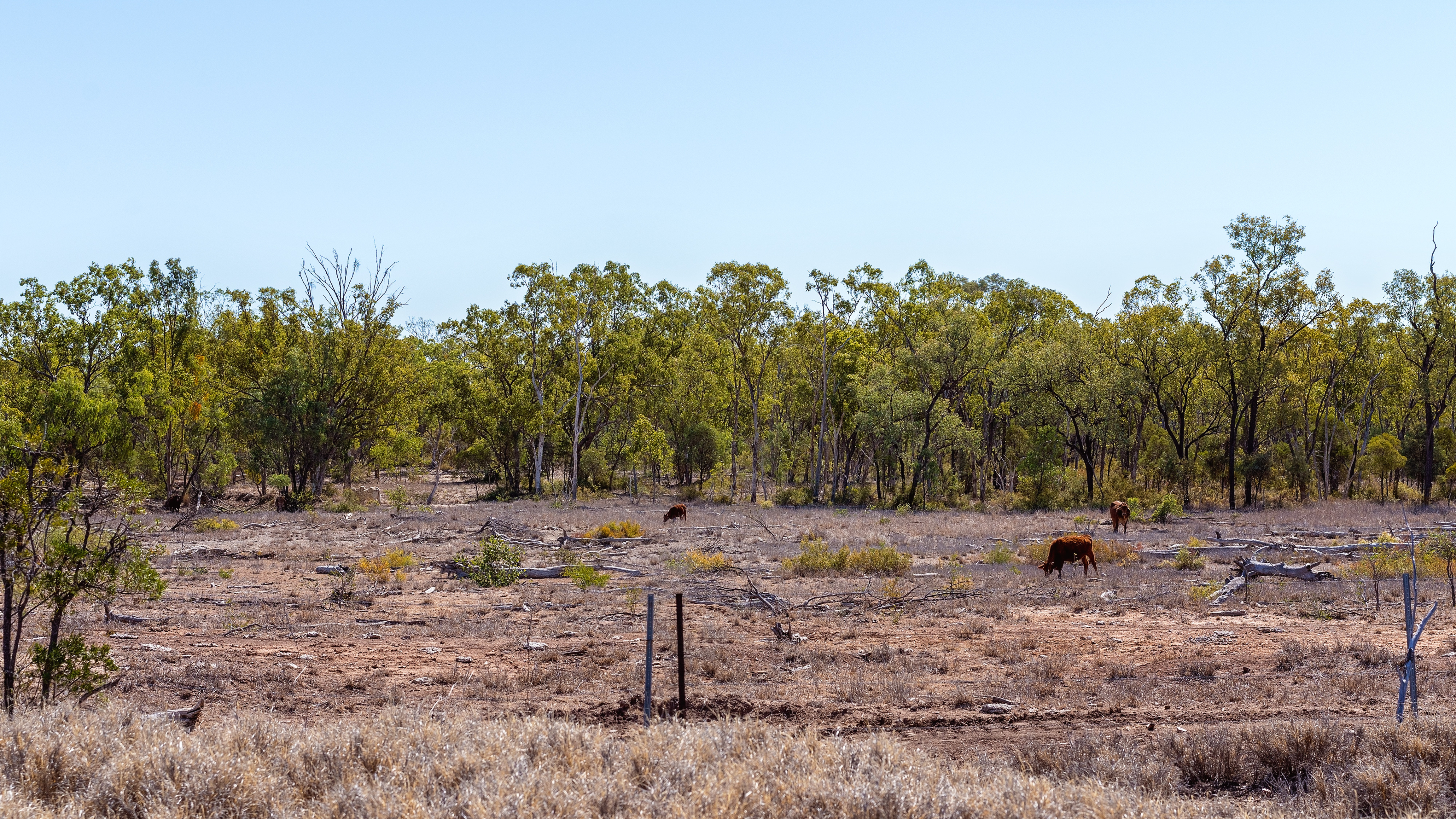 Photo: Cattle grazing on land devastated by deforestation