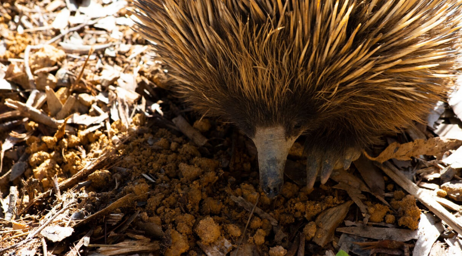 Wilderness Society | 10 endangered Australian animals in need of…