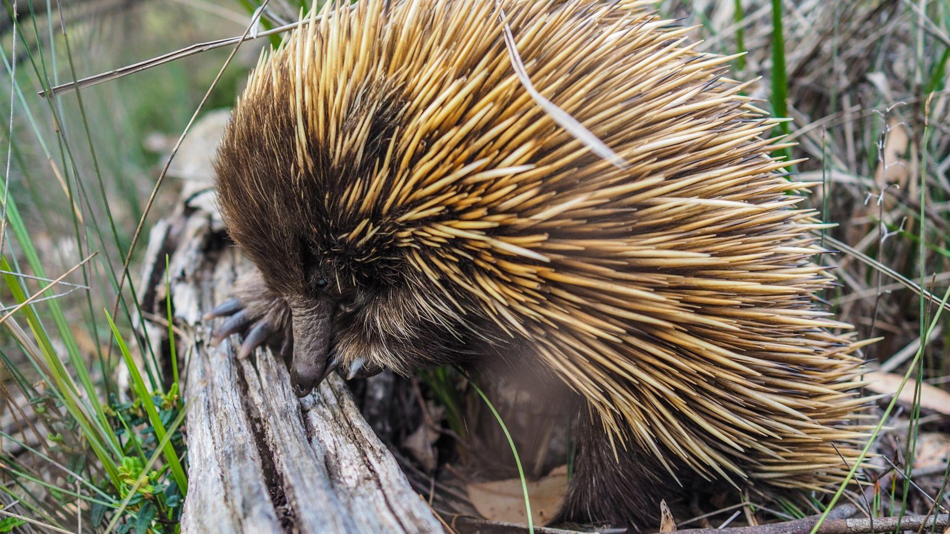 Australia S Critically Endangered Animal Species - Bank2home.com