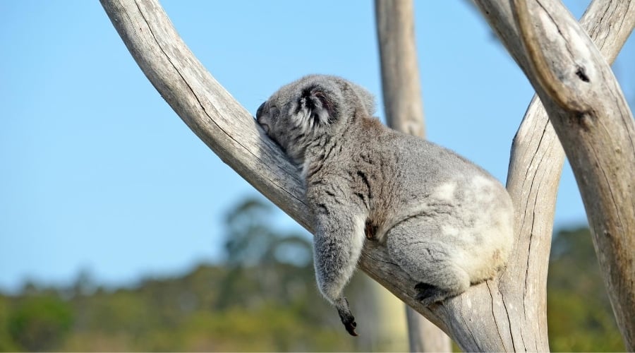 Koala resting in fork of tree