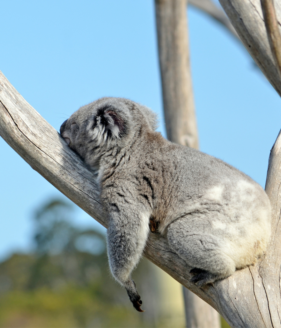 Where to see koala in the wild
