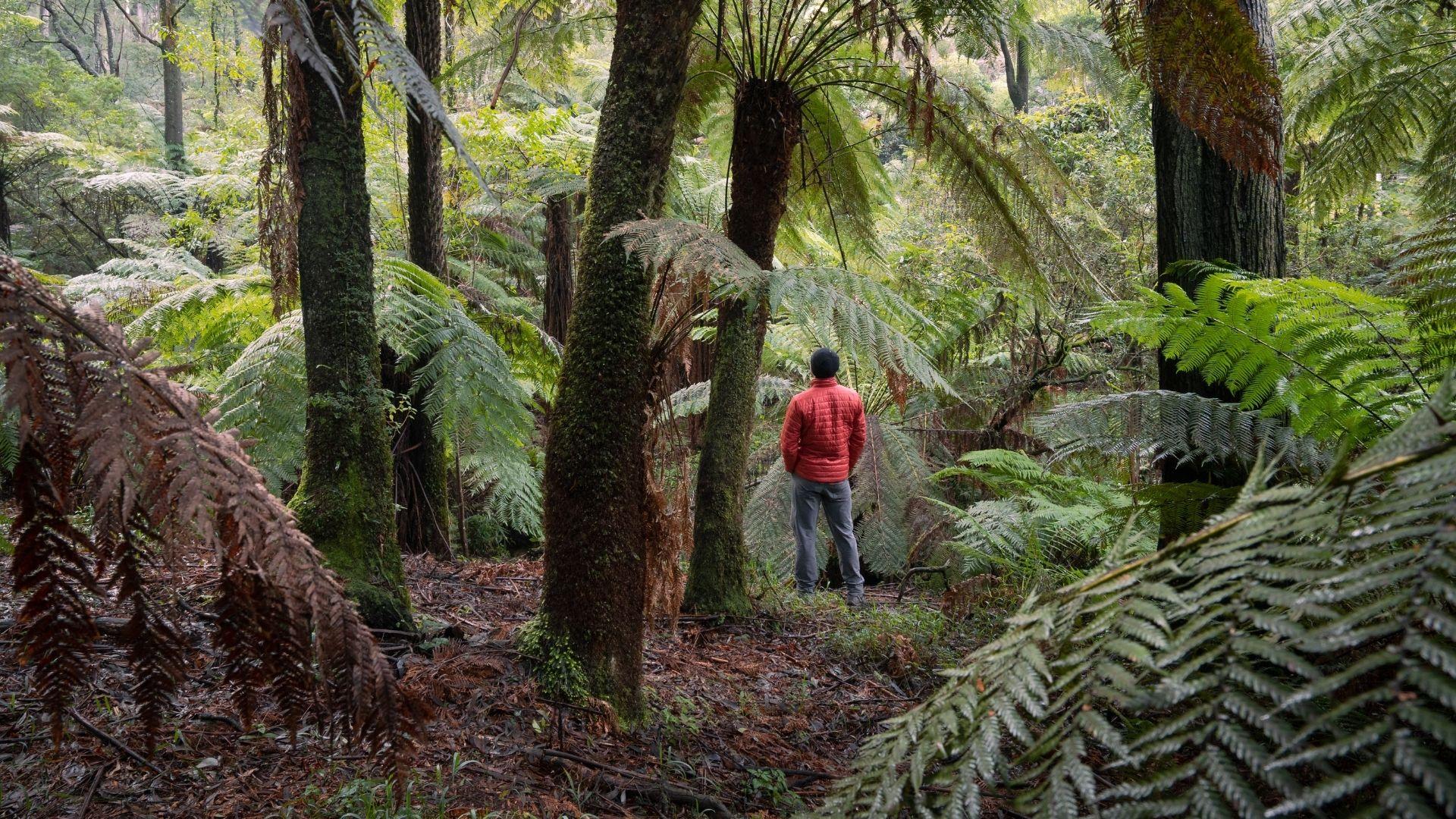Protect the ancients of our forests