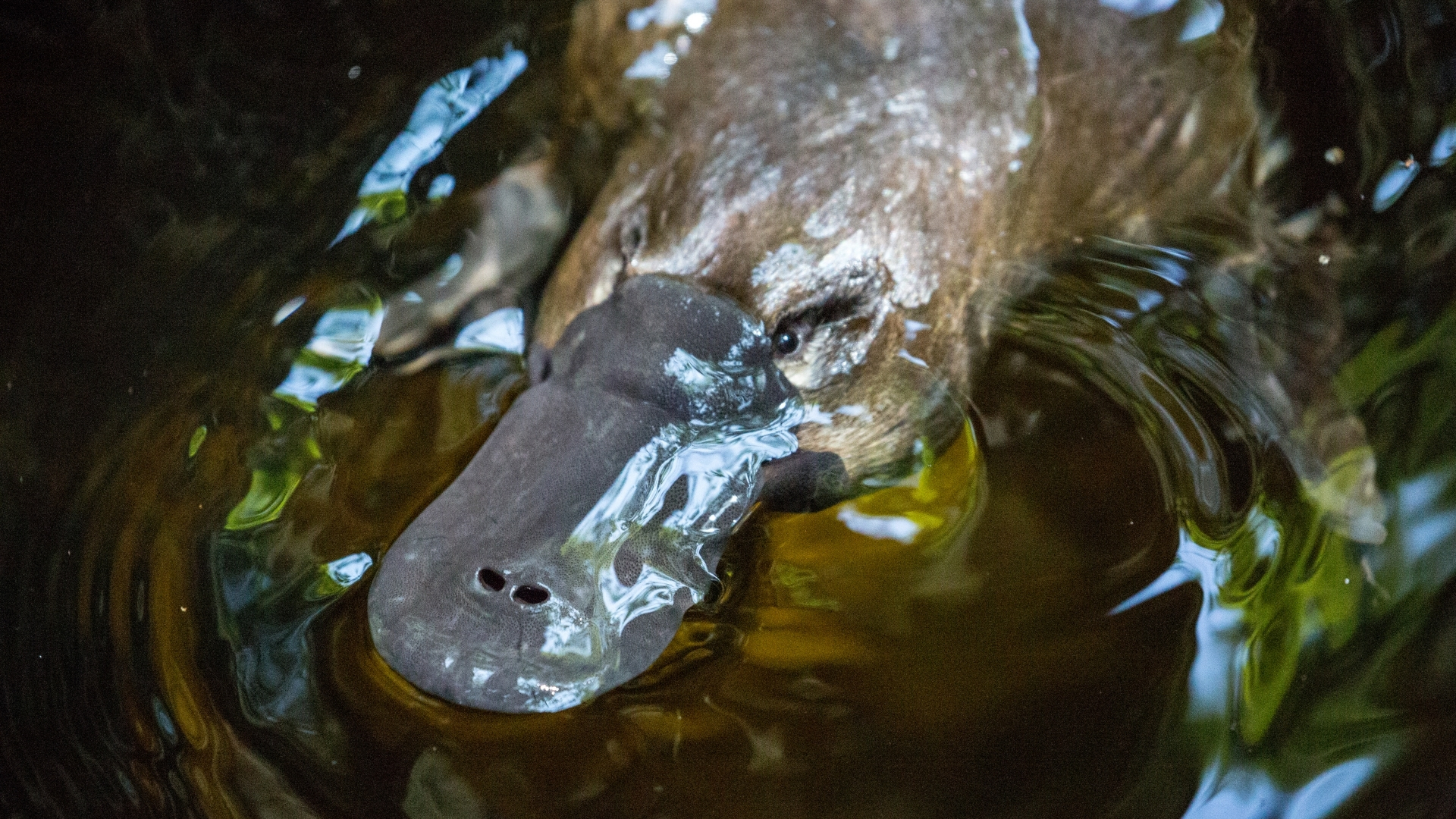 The platypus: national icon