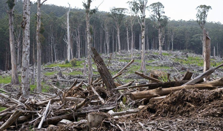 Changes to logging legislation in Victoria